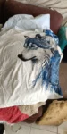 3D Printed Wolf Pattern Casual Men's T-Shirt photo review